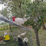 Azienda Agrituristica Il Moraiolo 农家乐