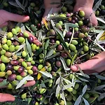 农家乐 Azienda Agrituristica Il Moraiolo *