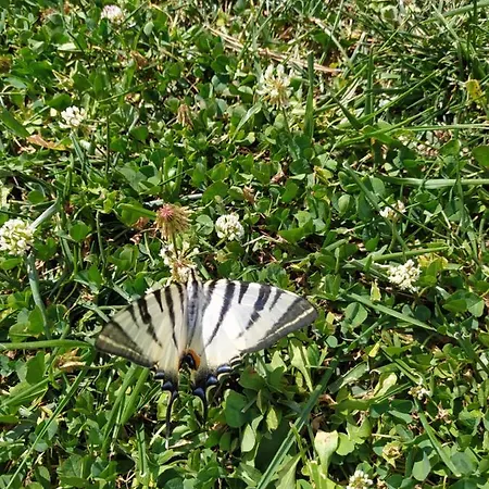 Azienda Agrituristica Il Moraiolo Agroturismo *