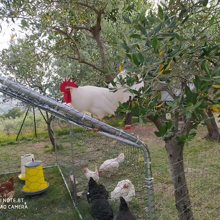 Azienda Agrituristica Il Moraiolo Фермерский дом