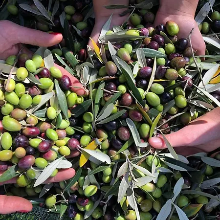 Agroturismo Azienda Agrituristica Il Moraiolo *